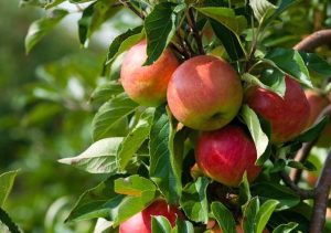 دلایل باد کردن سیب درختی روی دست باغداران/ قیمت خرید سیب ۳۰ درصد کاهش یافت/ بازار دبی بیشتر سیاسی است تا رقابتی