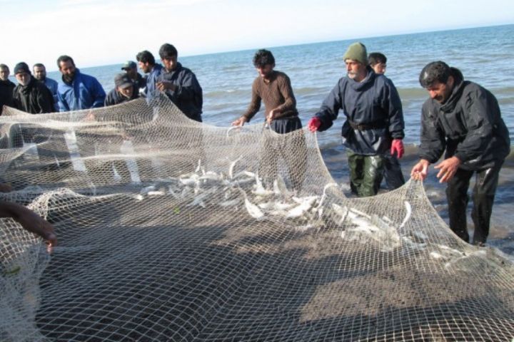 صید ماهیان دریایی مازندران حدود ۳۰ درصد کاهش یافت