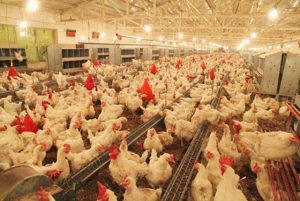 مصرف سالانه مرغ کشور ۲ میلیون و ۵۰۰ هزار تن است