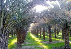 ۲۹۱ میلیارد تومان رهاورد سفر رئیس جمهوری برای تحول نخیلات بوشهر