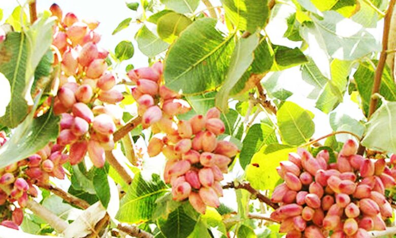 کاهش ۳۳ درصدی صادرات پسته در ۱۴۰۰
