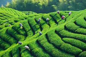 ۵۰ درصد باغات چای کشور تبدیل به ویلا شدند/ ۱۰ هزار تن محصول را با ۹۷ سنت صادر کردیم/ از آلمان چای وارد می‌کنیم