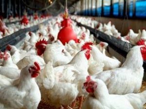 واردات یک میلیون دوز واکسن آنگارا به کشور