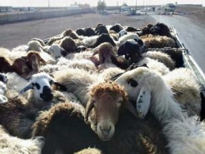 دام مازاد عشایر خریداری خواهد شد