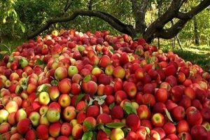خطر نابودی ۸۰۰ هزار تن سیب در انبارها