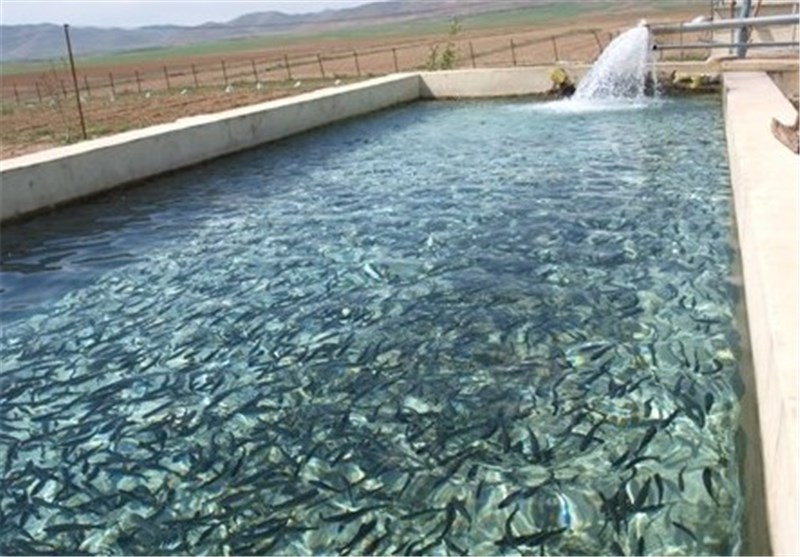 بیش از ۳ هزار تُن ماهی خوراکی در تهران پرورش یافت