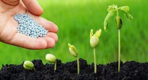 رشد ۲۷ درصدی توزیع کودهای یارانه‌ای با اولویت اجرای الگوی کشت