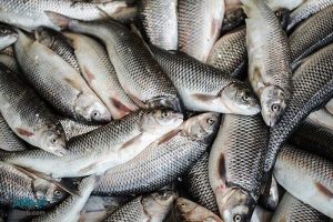 افزایش سهم آبزیان در سبد غذایی خانوار با حمایت از صیادان/ قیمت ماهی متعادل می‌شود