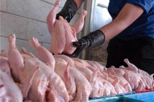تولید ماهانه مرغ به بیش از ۲۲۰ هزار تن رسید