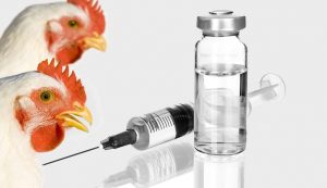 مصرف ۳۰ میلیون دز واکسن آنفلوانزای پرندگان تولید داخل