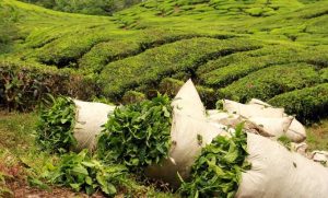 اختصاص ۷۵ میلیارد تومان اعتبار برای اصلاح باغ‌های چای شمال