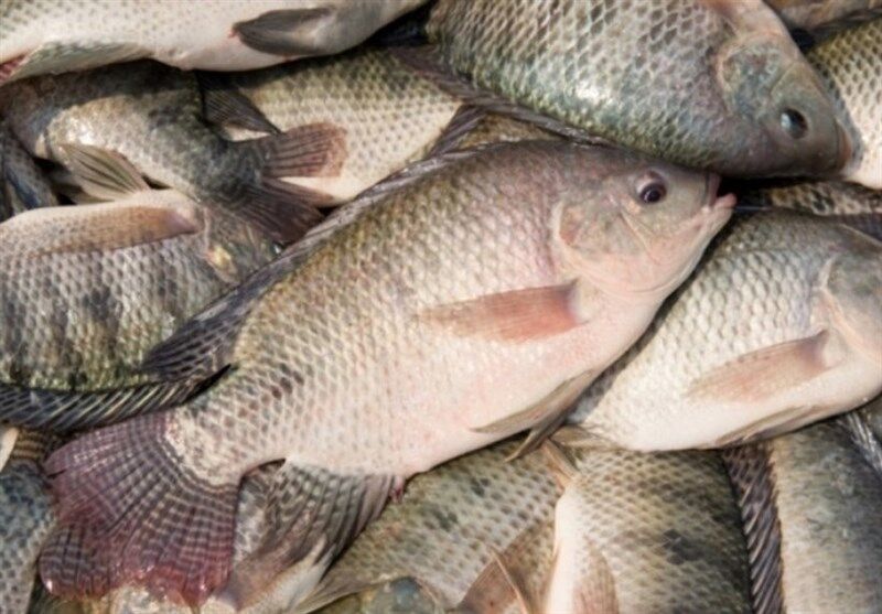 ماهی تیلاپیا در مدت ۳ سال به تولید ۸۰ هزار تنی می‌رسد