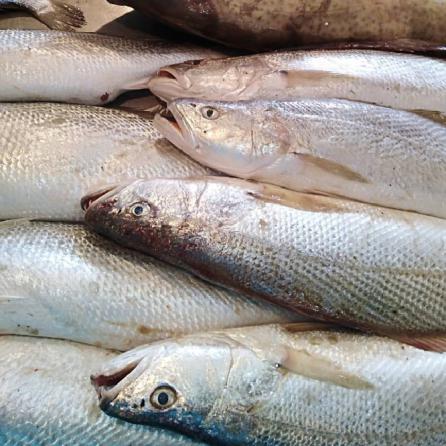ممنوعیت صید ماهی شوریده در صیدگاه‌های خوزستان و بوشهر