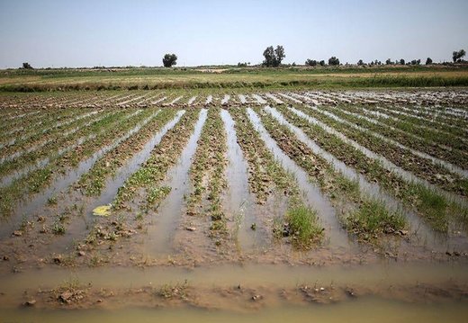توصیه‌های کشاورزی در پی احتمال وقوع سیلاب در خوزستان