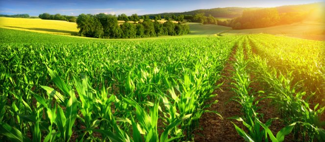 آمریکای جنوبی دارای ظرفیت‌های مناسبی برای کشت فراسرزمینی است