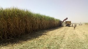کشت نیشکر در ۲۹ هکتار از اراضی زراعی گیلان/ تولید شکر سیاه به روش سنتی