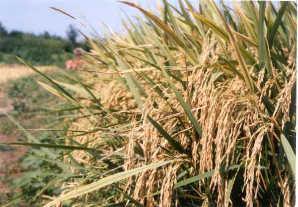 از برداشت ۹۰ درصدی شلتوک خوزستان تا معضل اختلاط برنج