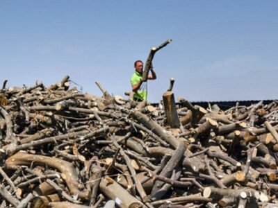 صرفه‌جویی ۴ میلیارد دلاری با اجرای طرح زراعت چوب