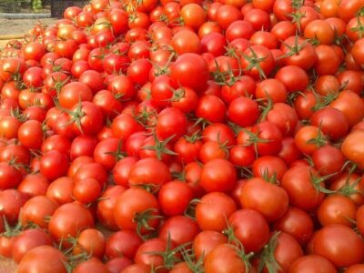 کاهش عوارض صادراتی گوجه فرنگی