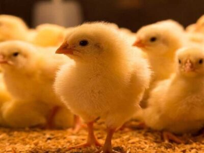 حرکت در مسیر امنیت غذایی کشور با ۲ میلیون جوجه‌ریزی مرغ آرین در سمنان