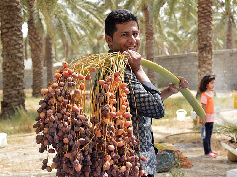 ۲ هزار و ۵۰۰ تن خرما در سیستان و بلوچستان برداشت شد