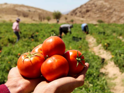 گوجه‌فرنگی آبان و آذر گران نمی‌شود