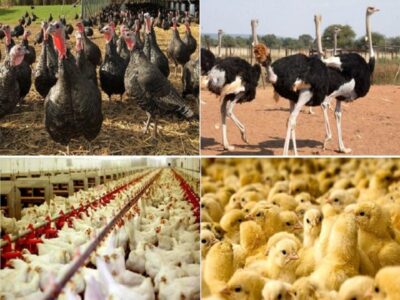 عرضه گوشت طیور در خردادماه ۹ درصد کاهش یافت