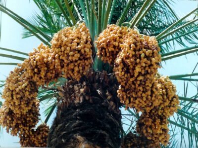 بیش بینی برداشت بیش از ۷۰ هزار تن خرما در آبادان