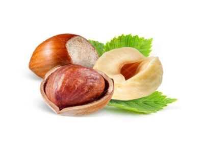 آغاز برداشت نوبرانه فندق در مناطق کوهستانی گیلان