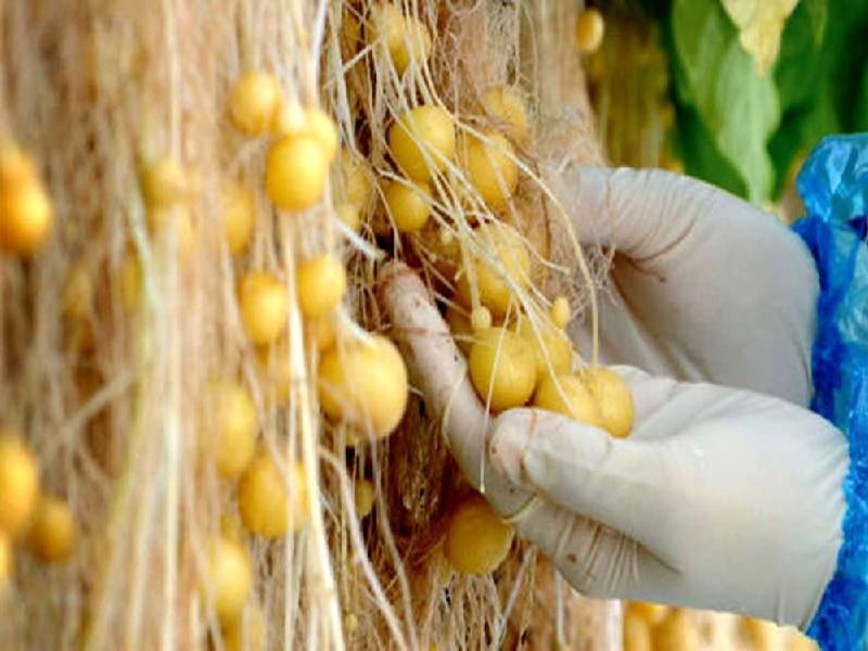 تولید 29 میلیون عدد مینی‌تیوبر سیب‌زمینی گواهی شده در سال/ ظرفیت صادراتی فراهم است