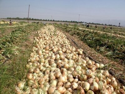پیاز ۲۰ هزار تومان، سهم کشاورز هزار تومان!