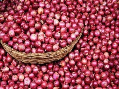 خرید تضمینی پیاز آغاز شد