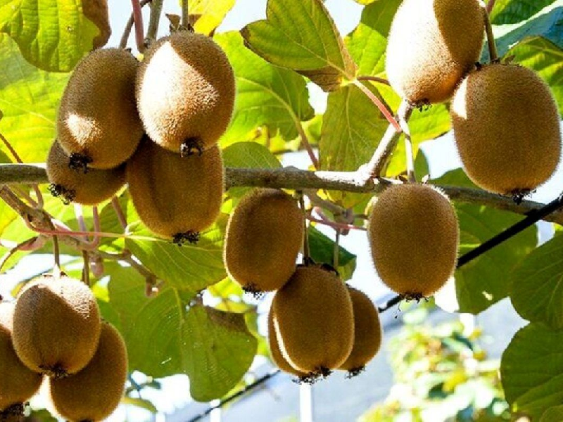 هشدار برای مدیریت نسل سوم شپشک ها در باغات کیوی