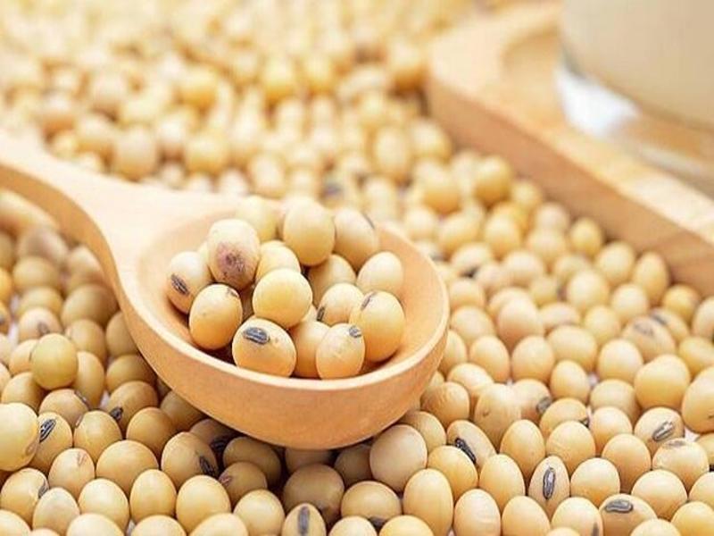 بازگشت چین به بازار سویای آمریکا