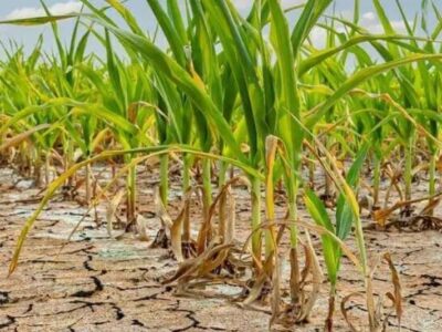 یادداشت/ رویای خودکفایی در سرزمین تشنه؛ با کدام آب می‌خواهیم خودکفا شویم؟