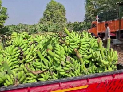 ۷۲ هزار تن موز از باغ‌های سیستان و بلوچستان روانه بازار شد