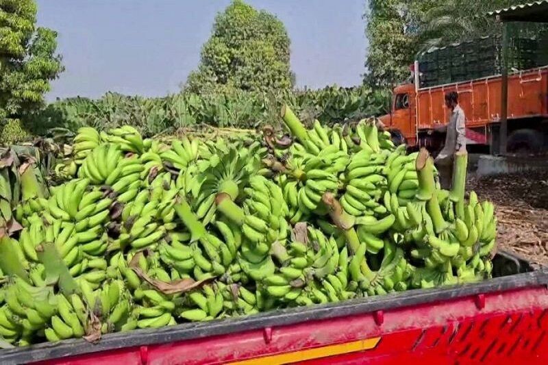 ۷۲ هزار تن موز از باغ‌های سیستان و بلوچستان روانه بازار شد