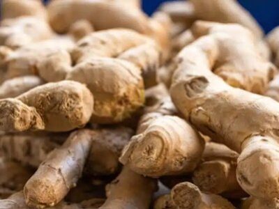 شرایط قرنطینه‌ای واردات زنجبیل تازه از برزیل و پرو اعلام شد